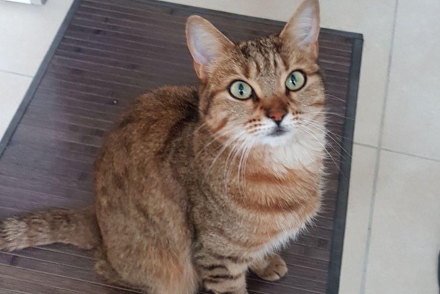 Alerte Disparition Chat Mâle , 11 ans Val-de-Ruz Suisse