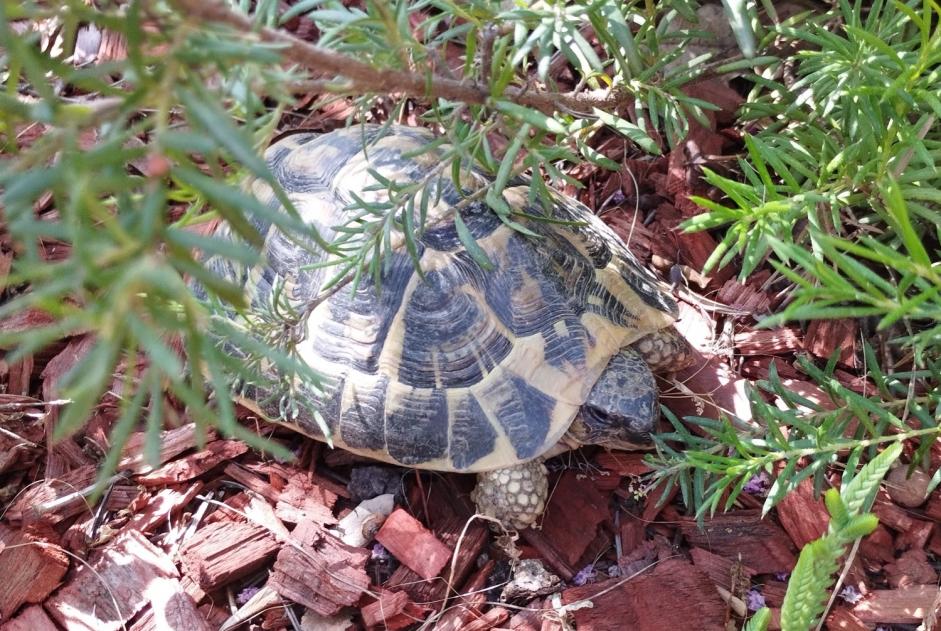 Alerte Découverte Tortue Inconnu Trouillas France