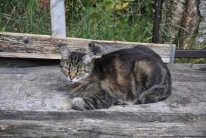 Alerte Disparition Chat Mâle , 12 ans Blonay - Saint-Légier Suisse