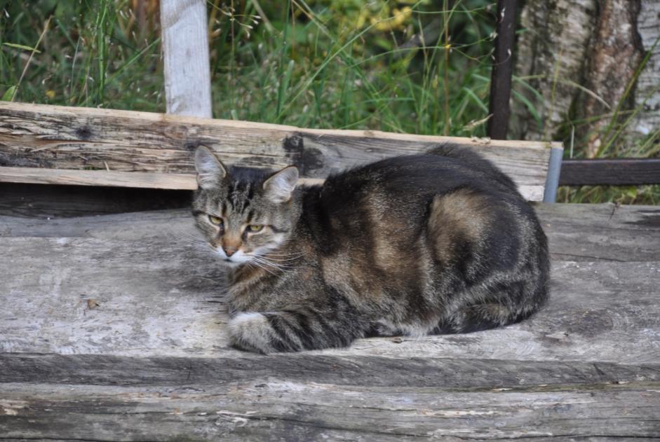 Alerte Disparition Chat Mâle , 12 ans Blonay - Saint-Légier Suisse