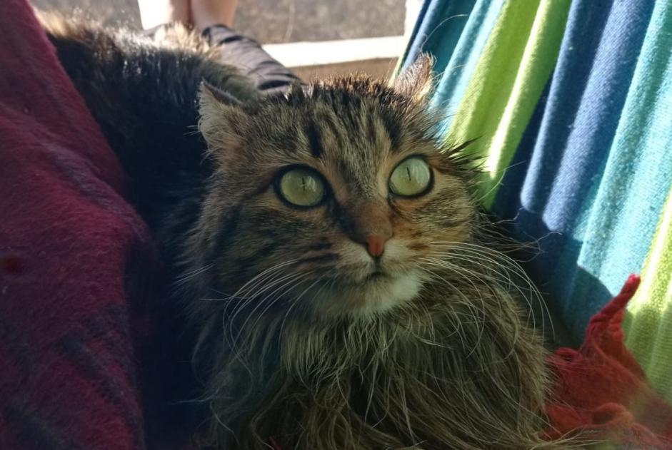 Alerte Disparition Chat Femelle , 6 ans Agonès France