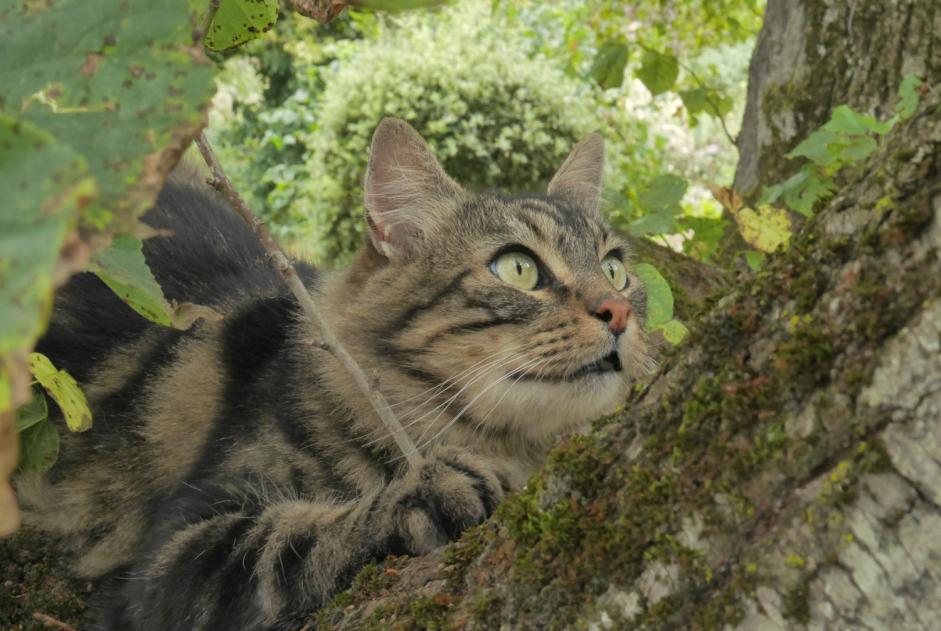 Alerte Découverte Chat croisement Femelle Gigors-et-Lozeron France