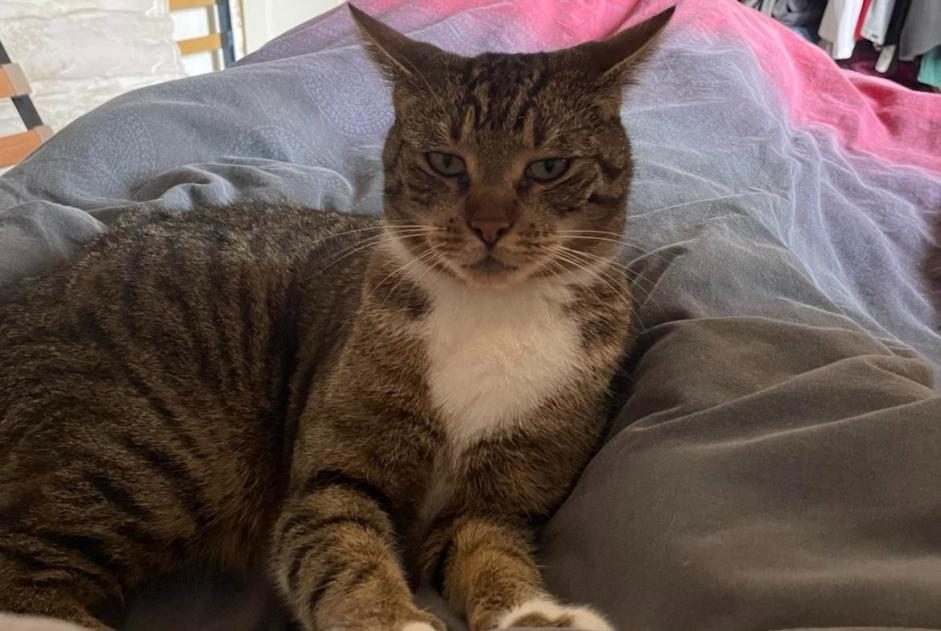 Alerte Disparition Chat croisement Mâle , 4 ans Denain France