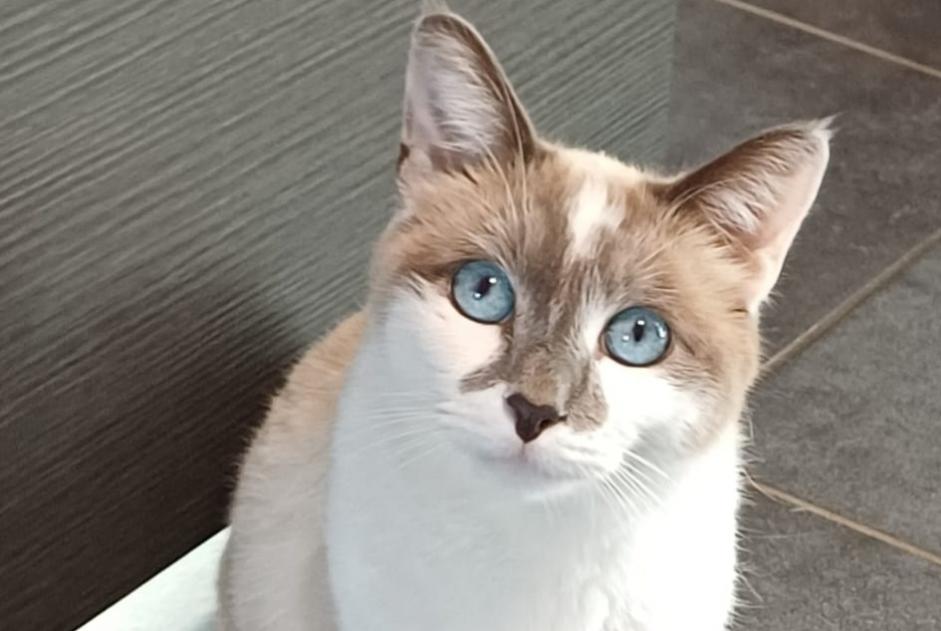 Alerte Disparition Chat croisement Mâle , 1 ans Le Cendre France