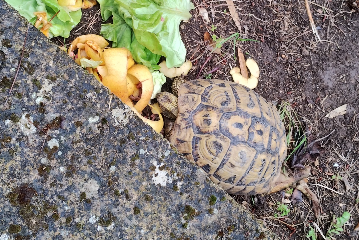 Alerte Disparition Tortue Femelle , 2024 ans Parignargues France