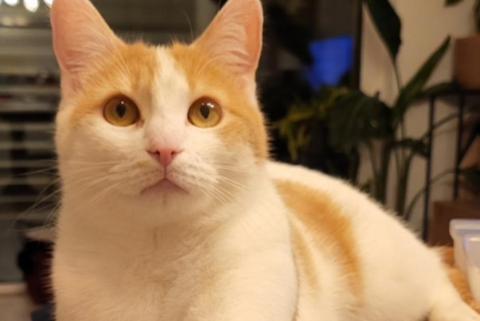 Alerte Disparition Chat croisement Mâle , 3 ans Orbe Suisse