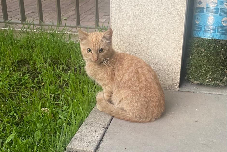 Alerte Découverte Chat  Inconnu Nantes France