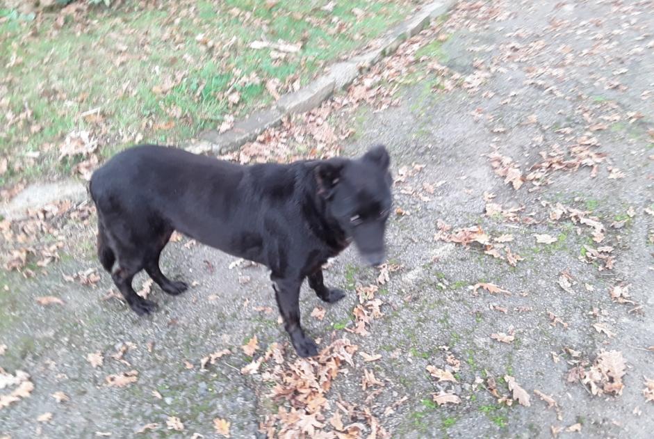 Alerte Découverte Chien croisement Inconnu Nort-sur-Erdre France