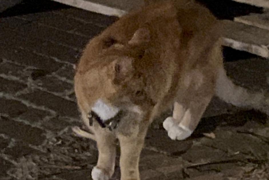 Alerte Découverte Chat croisement Inconnu Amsterdam Pays-Bas