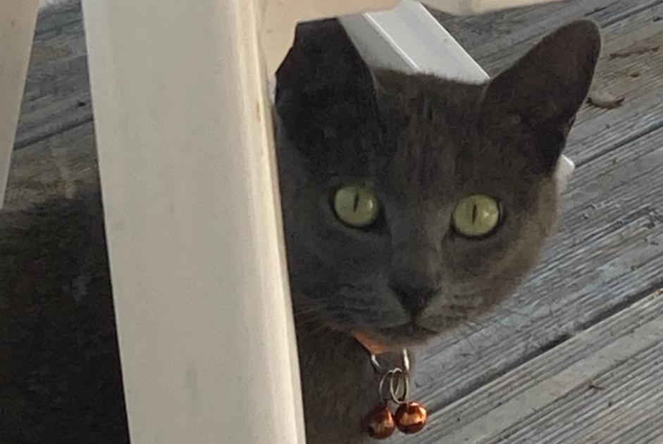 Alerte Disparition Chat croisement Femelle , 3 ans Guer France