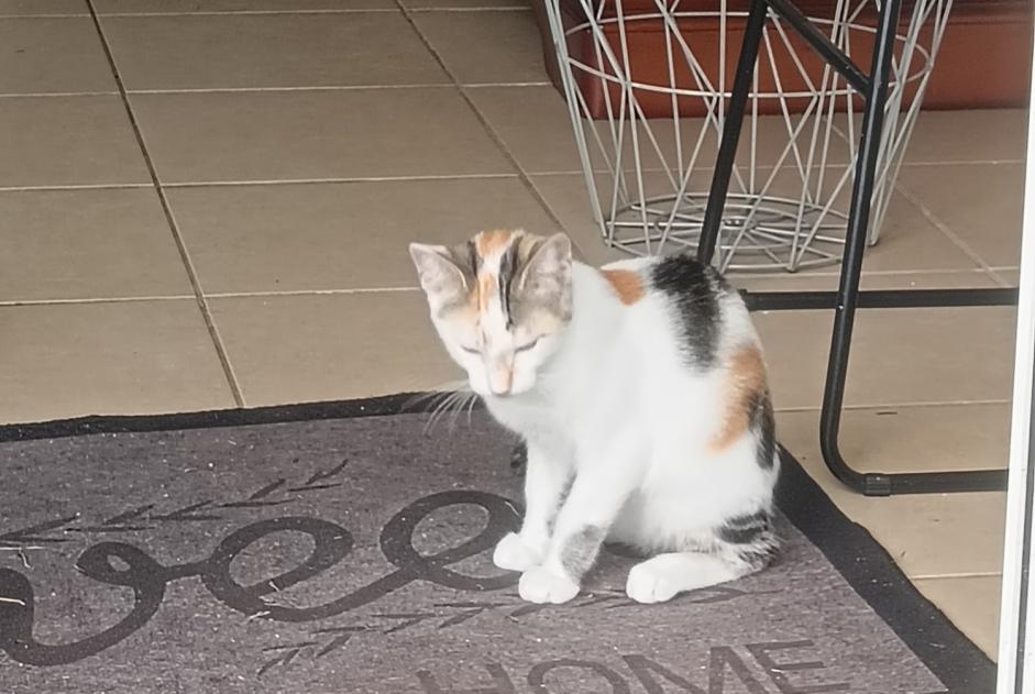 Alerte Disparition Chat Femelle , 0 ans Bayonne France