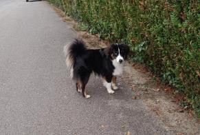 Alerte Découverte Chien  Mâle Collonge-Bellerive Suisse