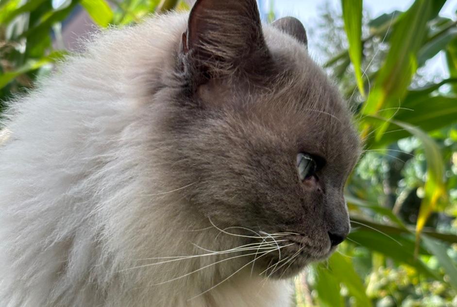 Alerte Disparition Chat  Mâle , 2 ans Luxembourg Luxembourg