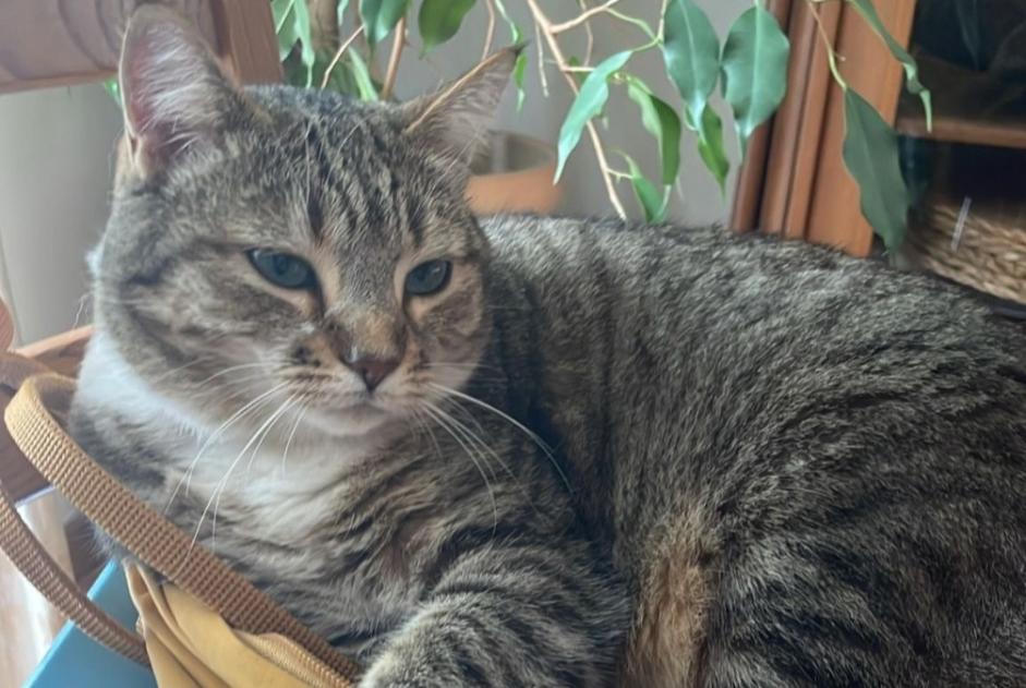 Alerte Disparition Chat Femelle , 4 ans Massonnens Suisse