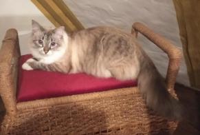 Alerte Disparition Chat croisement Femelle , 2 ans Villmergen Suisse