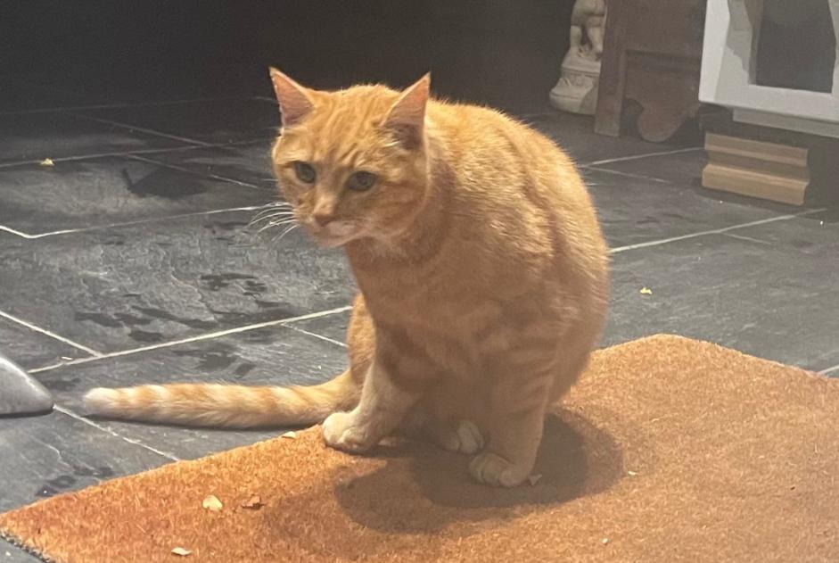 Alerte Découverte Chat Femelle Lausanne Suisse