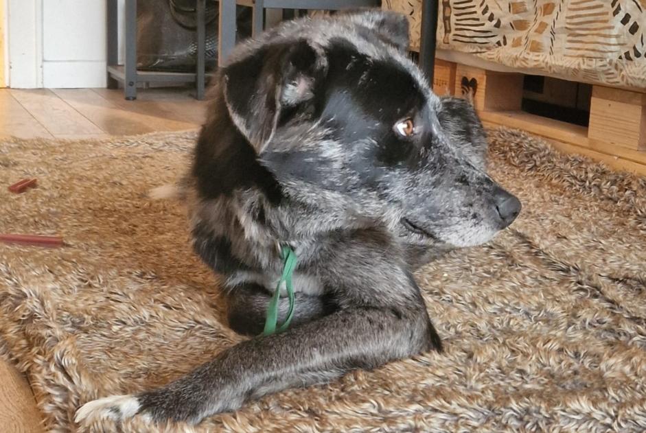 Alerte Disparition Chien croisement Mâle , 3 ans Crans-Montana Suisse