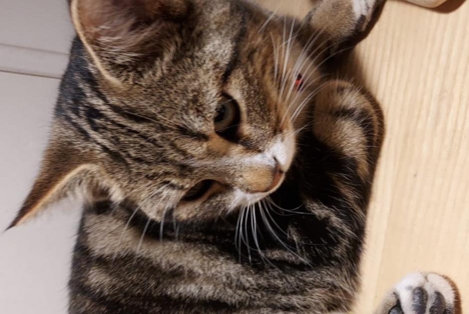 Alerte Disparition Chat Mâle , 0 ans Torny Suisse