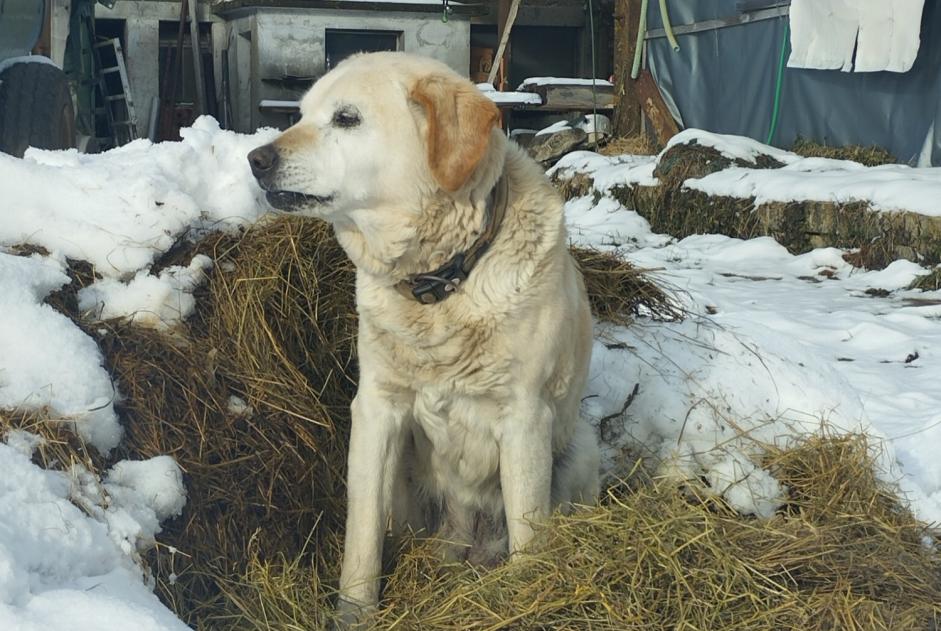 Alerte Découverte Chien  Inconnu Val-de-Ruz Suisse