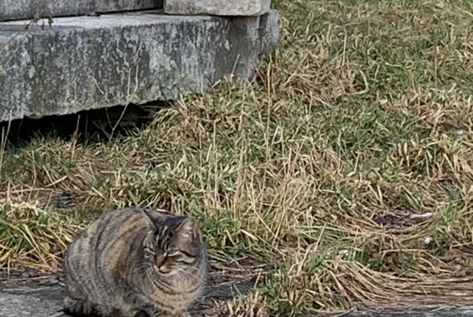 Alerte Découverte Chat  Inconnu Bulle Suisse