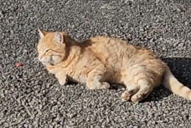 Alerte Découverte Chat croisement Mâle Oron Suisse