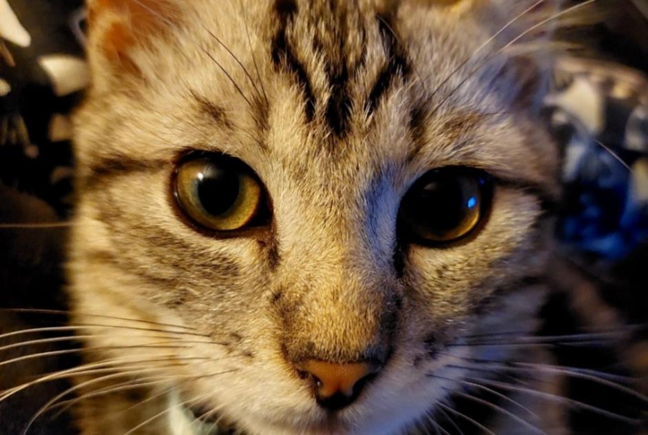 Alerte Disparition Chat  Mâle , 1 ans Saint-Sulpice Suisse