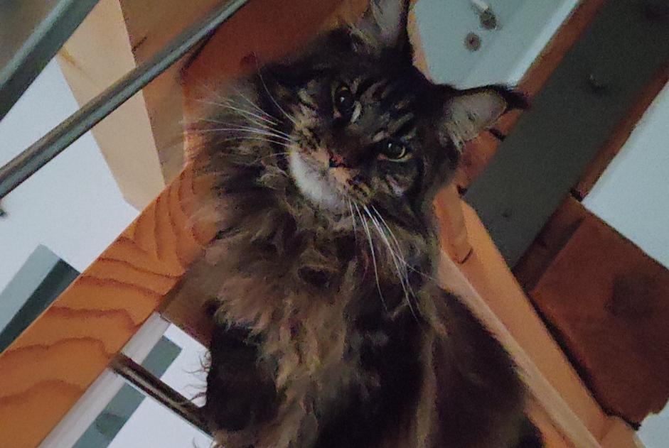 Alerte Disparition Chat  Mâle , 1 ans Onnens Suisse