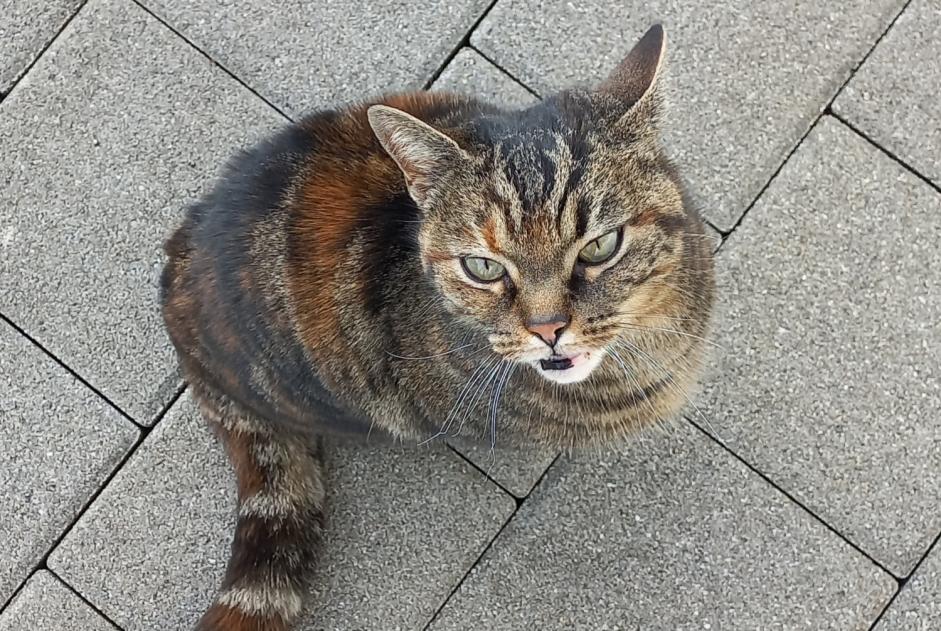 Alerte Découverte Chat croisement Femelle Romont Suisse