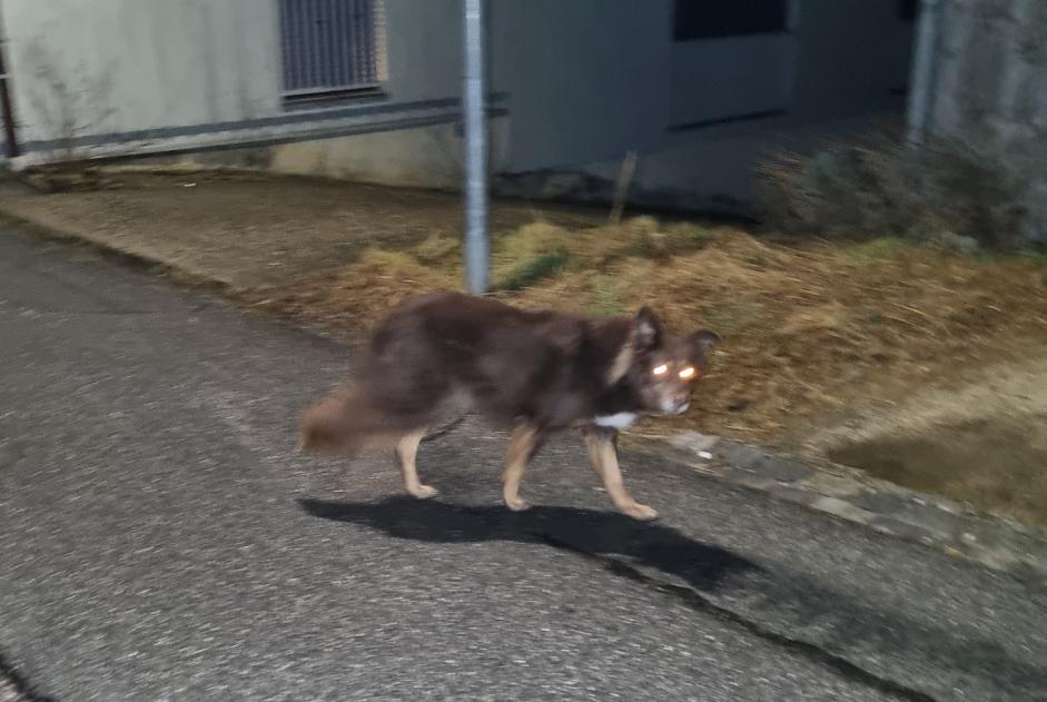 Alerte Découverte Chien Inconnu Valbirse Suisse