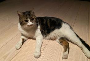 Alerte Disparition Chat  Mâle , 10 ans Genève Suisse