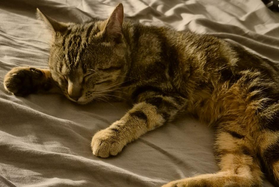 Alerte Disparition Chat Mâle , 2 ans Troistorrents Suisse