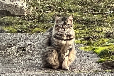 Alerte Découverte Chat Inconnu , 2 ans Genève Suisse