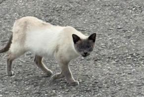 Alerte Découverte Chat  Inconnu Le Mouret Suisse