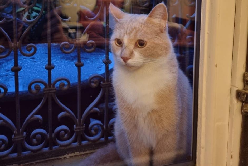 Alerte Disparition Chat croisement Mâle , 4 ans Montreux Suisse