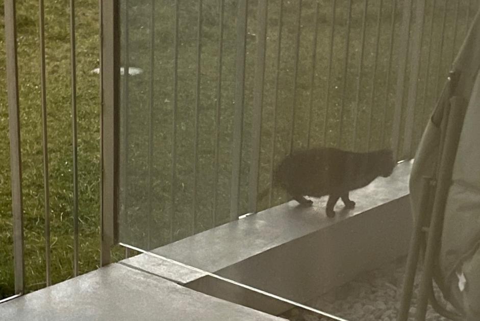 Alerte Découverte Chat Inconnu Sion Suisse