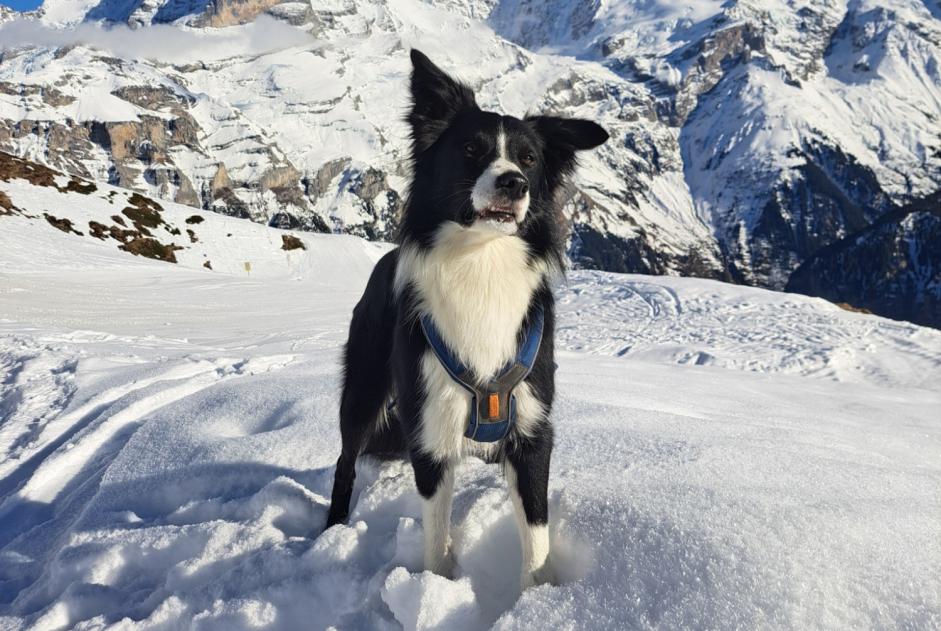 Alerte Disparition Chien  Mâle , 3 ans Kirchdorf Suisse