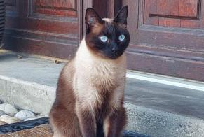 Alerte Disparition Chat  Mâle , 8 ans Assens Suisse