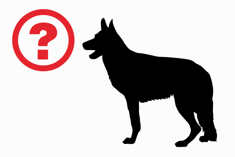 Discovery alert Dog miscegenation Unknown Bouguenais France