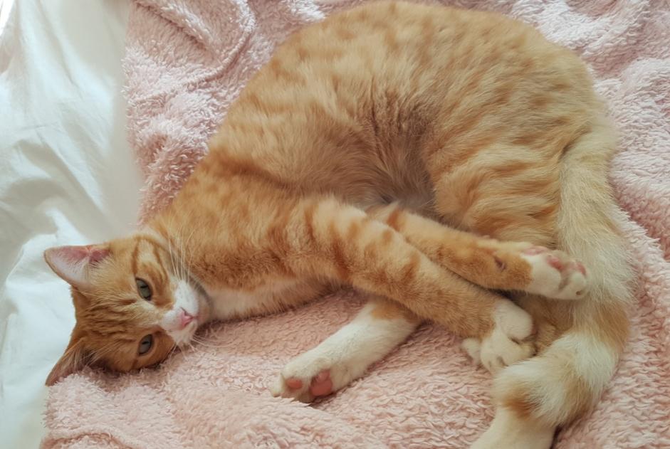 Avviso scomparsa Gatto  Maschio , 7 anni Cers Francia