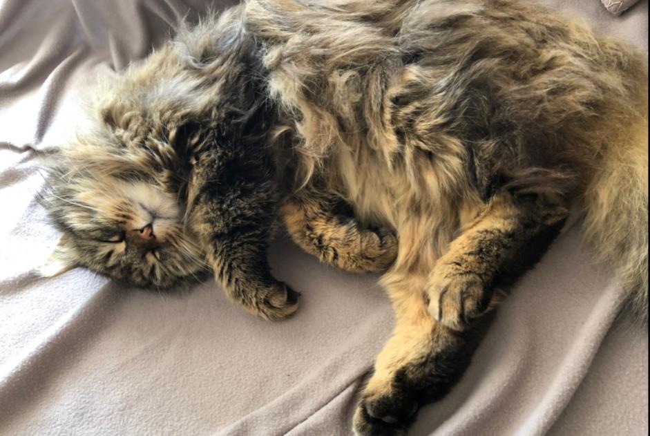 Avviso scomparsa Gatto incrocio di razze Maschio , 8 anni Versoix Svizzera