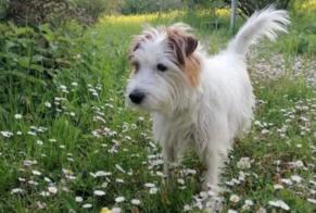 Avviso scomparsa Cane  Maschio , 9 anni Chêne-Bourg Svizzera