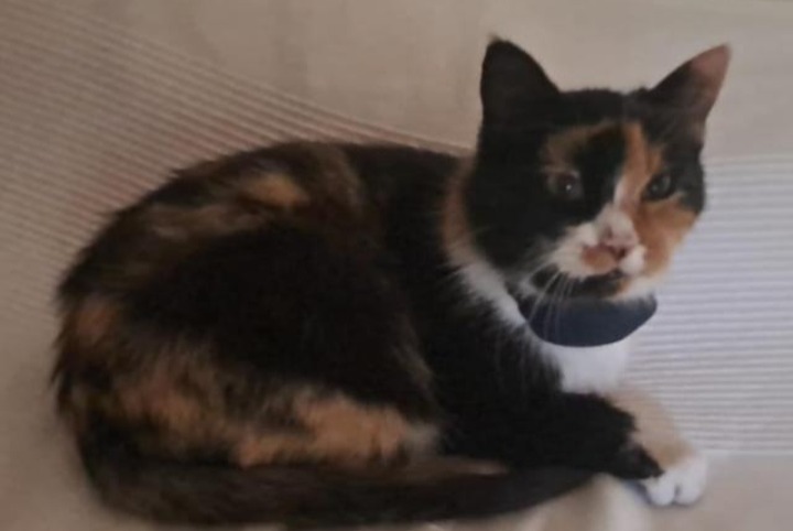 Avviso scomparsa Gatto Femmina , 9 anni Conthey Svizzera