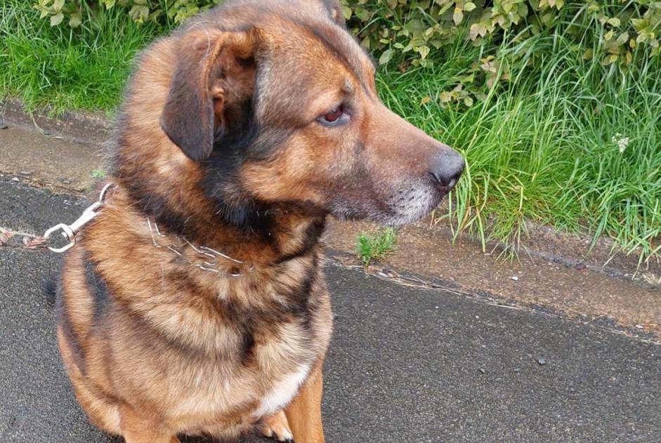 Avviso scomparsa Cane incrocio di razze Maschio , 6 anni Arlon Belgio