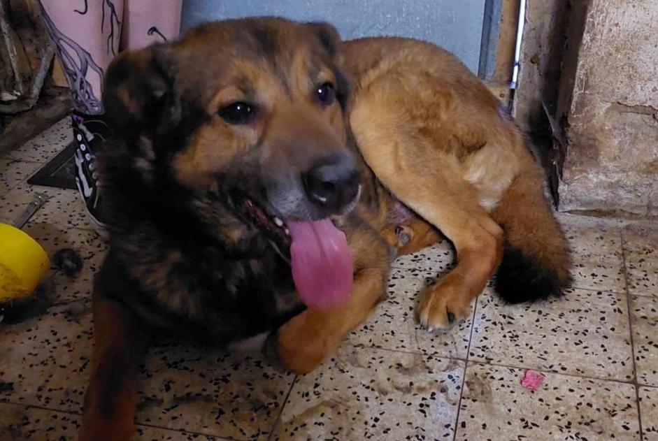 Avviso scomparsa Cane incrocio di razze Maschio , 6 anni Arlon Belgio