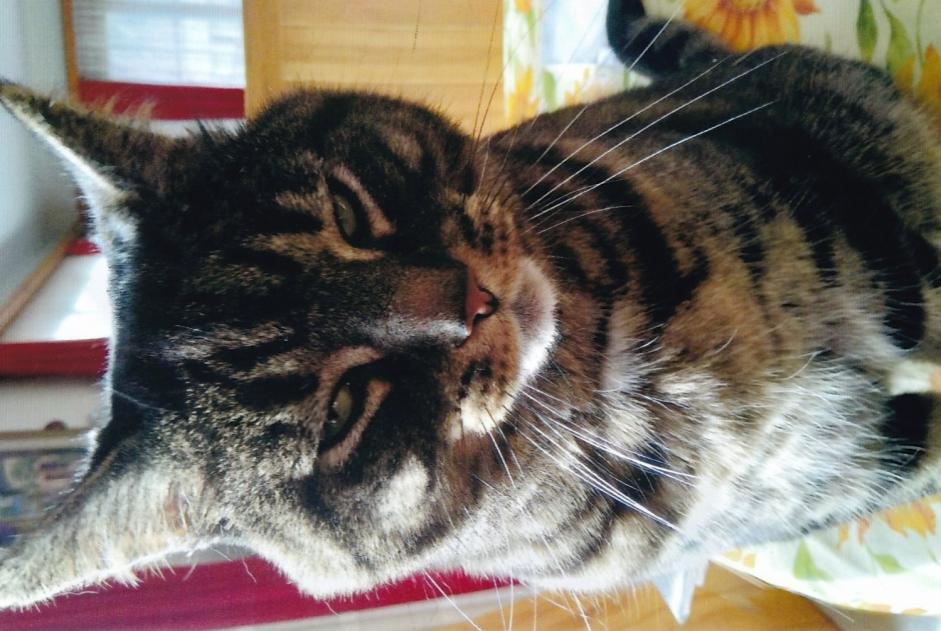 Avviso scomparsa Gatto  Maschio , 5 anni La Grande Béroche Svizzera