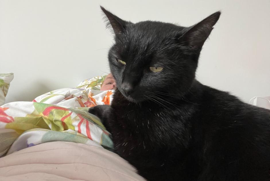 Avviso scomparsa Gatto Maschio , 7 anni Cappelle-en-Pévèle Francia