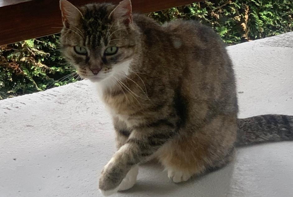 Avviso Ritrovamento Gatto Femmina Anières Svizzera