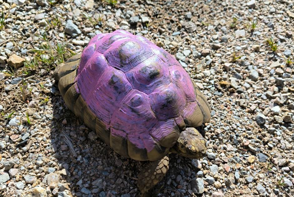 Avviso Ritrovamento Altro Tortue Maschio Castans Francia