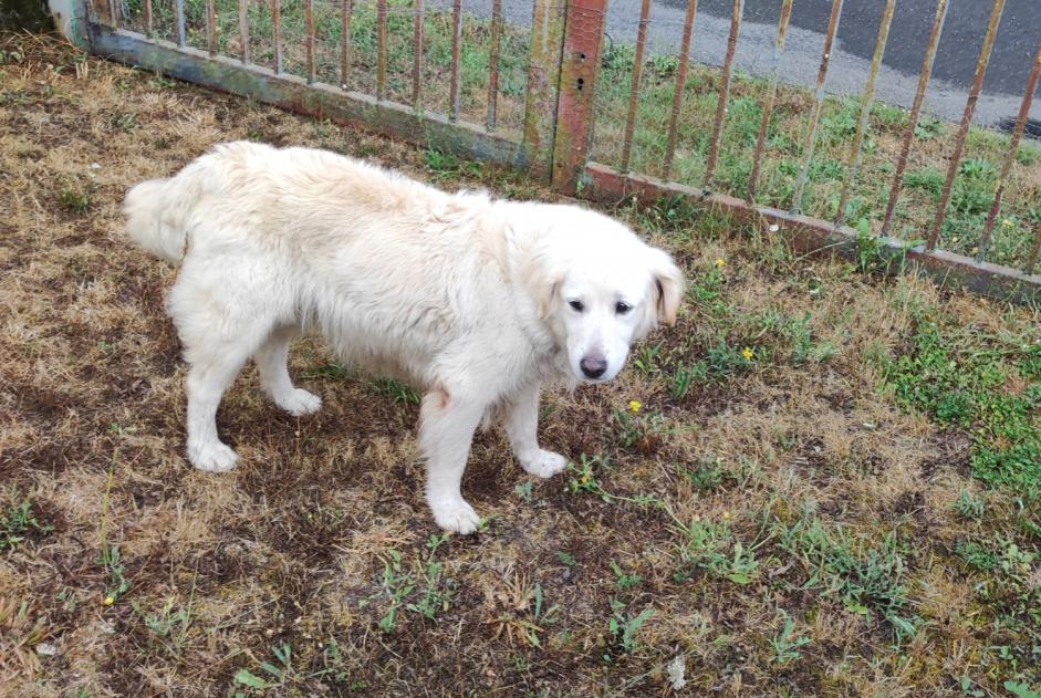 Avviso Ritrovamento Cane Femmina Saint-Romain Francia