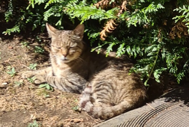 Avviso Ritrovamento Gatto Femmina Bondy Francia